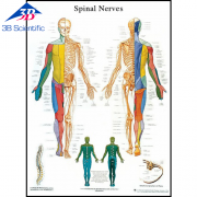 척추 신경 차트 Spinal Nerves Chart VR1621L