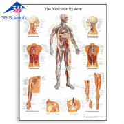 혈관계 차트 The Vascular System Chart VR1353L