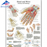 손과 손목 차트 Hand and Wrist Chart  VR1171L