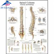 척추 차트 Spinal Column Chart VR1152L