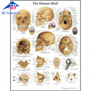 두개골 차트 Human Skull Chart VR1131L