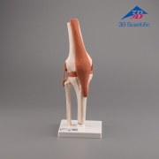 3B Scientific 무릎 모형 A82 / 슬관절 모형 Functional Knee Joint