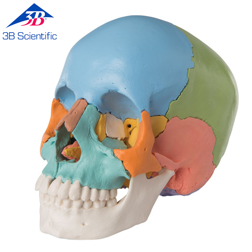 성인 두개골 교육용 채색 모형, 22 파트 A291/1(1023540)