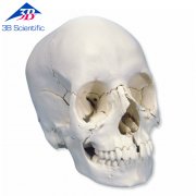 성인 두개골 모델 - 실제 뼈 색상, 22개의 뼈로 세분 A290