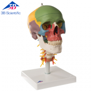 경추 교육용 두개골 모형, 4-파트 Didactic Human Skull Model on Cervical Spine, 4 part A20/2 [1000048]
