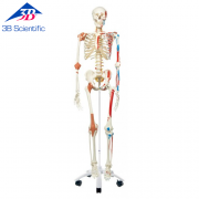 전신골격 Super Human Skeleton Model 