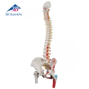 근육이 표현된 유연한 척추모형 A58/3 Classic Flexible Spine Model with Femur Heads and Painted Muscles / Item: 1000123
