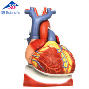 횡경막 위에 거치된 심장모형, 실제크기3배, 10-파트 VD251 [1008547]