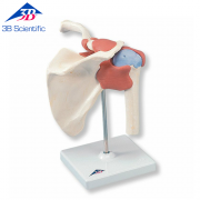 3B Scientific 고급형 어깨관절 (견관절) 모형 A80/1Deluxe Functional Shoulder Joint Model 어깨 관절과 인대 [1000160] / 어깨모형
