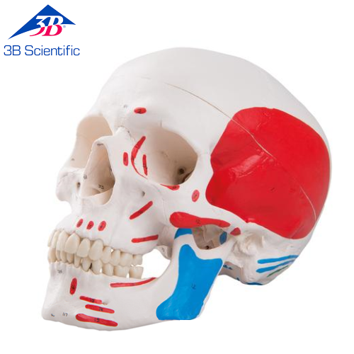 1000055 두개골 모형 A23 Classic Skull, painted, 3-part