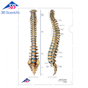(Spinal Column) 척추 L-홀더 고투명 화일