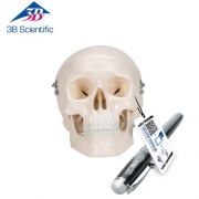 소형 두개골 Mini Human Skull Model, 3 part - skullcap, base of skull, mandible / 1000041 [A18/15]