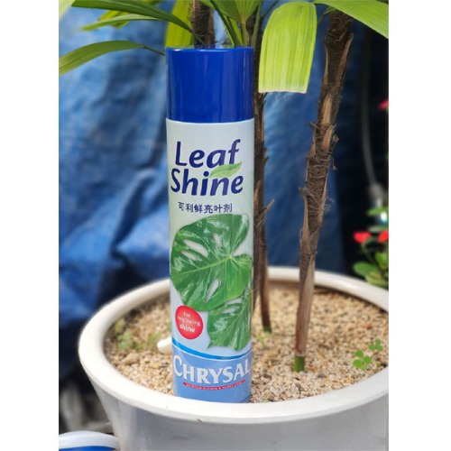 크리잘 잎광택제 식물 잎 광택제 잎먼지제거 1BOX(12EA)